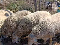 Bélier, Assaf sheep — photo 5