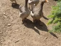 Graue und graugescheckte dänische Gans — Foto 2