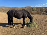 घोड़ी, National Show Horse — फ़ोटो 5