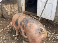 公猪, Pigs — 照片 4
