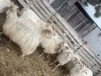 Schaf, Racka sheep — Foto 1