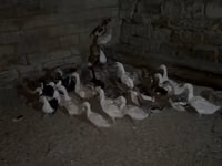 Geese — photo 2