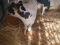 Bulle, Russian Black pied cattle — Foto 8
