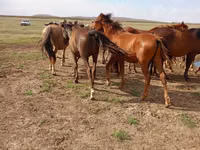 حصان, الخيول — الصورة 3