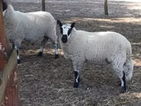 Widder, Cerry Hill sheep — Foto 3