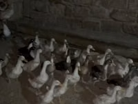 Geese — photo 7