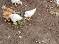 Chickens — Foto 4