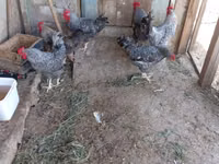 Slovenian Barred Hen — photo 8