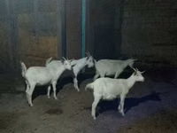 Chèvre, Saanen goat — photo 2