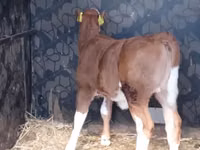 Rinder (Partie, Geschlecht nicht angegeben), Simmental cattle — Foto 1