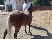 母马, Horses — 照片 2