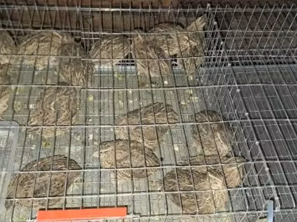 Японский