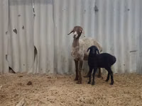 نعجة, Arashan sheep — الصورة 3