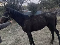 Caballo, Kazakh horse — foto 1