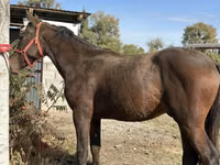 Cheval, Kyrgyz Horse — photo 2