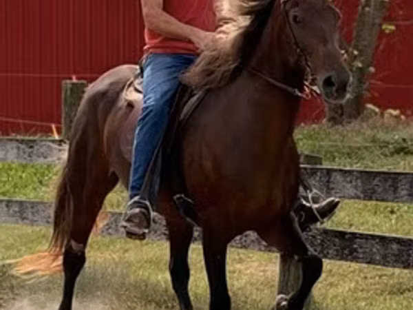 Jument, Rocky Mountain Horse
