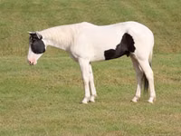 公马, American paint horse — 照片 2