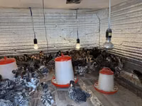 Chickens — photo 4