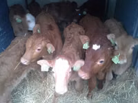 Bulle, Limousin-Kuh — Foto 4