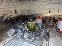 Chickens — photo 2