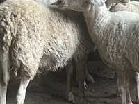 Bélier, Assaf sheep — photo 2