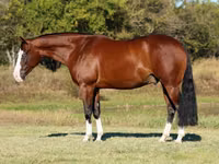 Caballo, Quarter Horse — foto 2