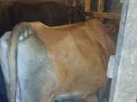 母牛, Wild yak — 照片 1