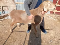 كبش, الأغنام — الصورة 3