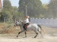 Yegua, Caballos — foto 3