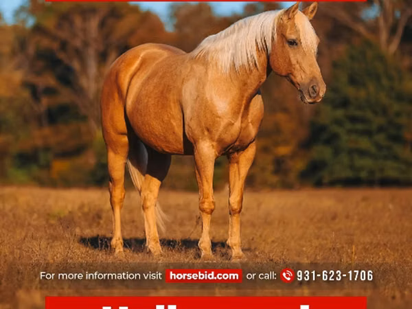 Caballo, Quarter Horse