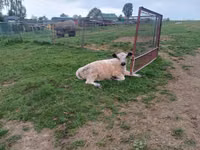 公牛, Galloway cow — 照片 2
