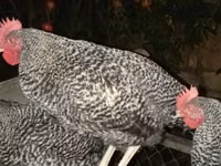 Slovenian Barred Hen — photo 2