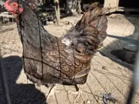 वायंडॉट — फ़ोटो 5