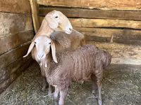 Brebis, Afghan Arabi sheep — photo 3