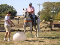 Cheval, Quarter Horse — photo 8