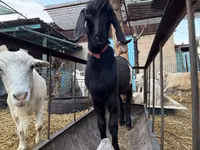Cabra, Beetal goats — foto 4