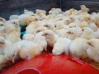 Chickens — फ़ोटो 2