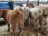 Bovinos (lote, sexo no especificado), Charolais cattle — foto 5