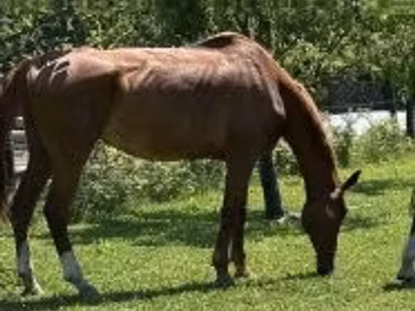 公马, Hungarian horse breed