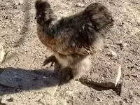 Poule soie — photo 2