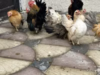Chickens — 照片 3