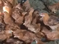 Chickens — फ़ोटो 2