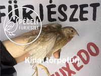 Quails — फ़ोटो 2