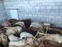 Schaf, Beulah Speckled face sheep — Foto 1