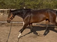 Cheval, Hanoverian — photo 3