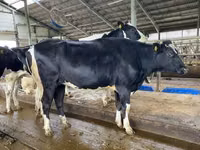 公牛, Galloway cow — 照片 8