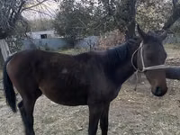 Caballo, Kazakh horse — foto 2