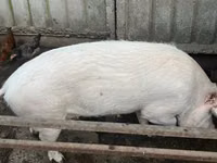 Sow — photo 4