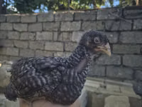 Chickens — photo 3