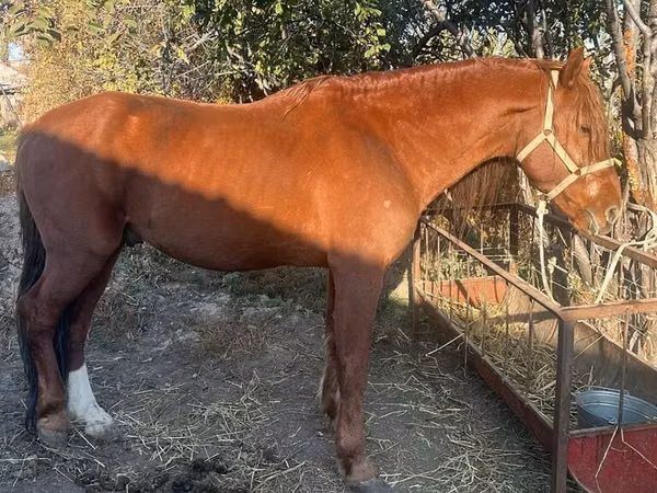 公马, Horses